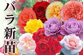 バラ新苗