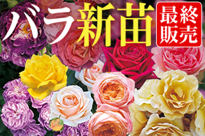 バラ新苗