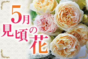 季節の花