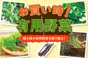 暑さに強い有用植物 