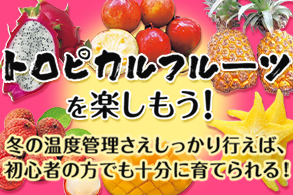 トロピカル
