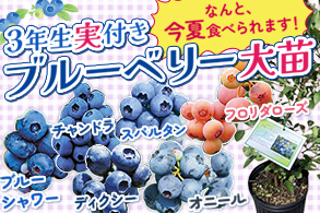 実付きブルーベリー