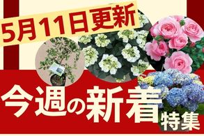 新着特集