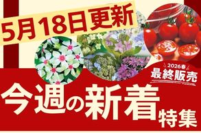 新着特集