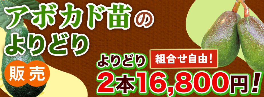 アボカドよりどり販売