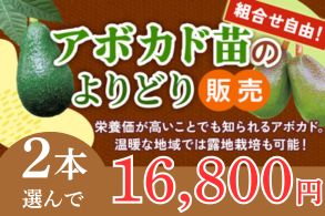 アボカド苗よりどり販売
