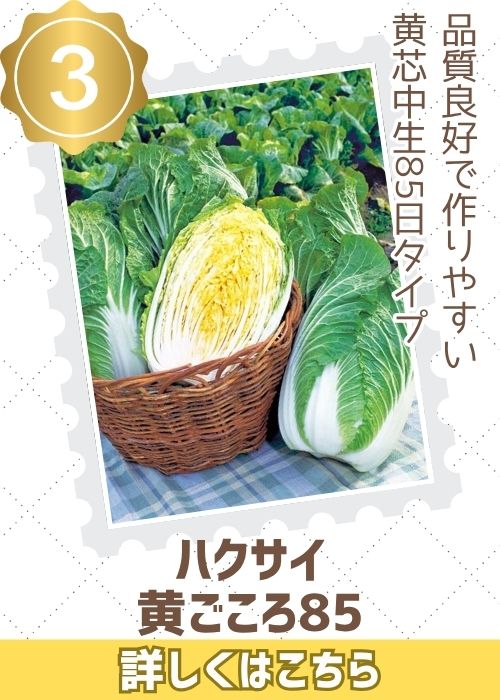 黄ごころ