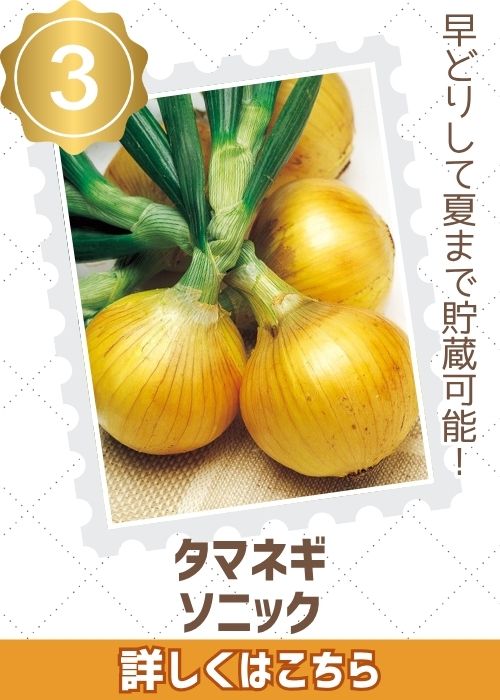 ソニック