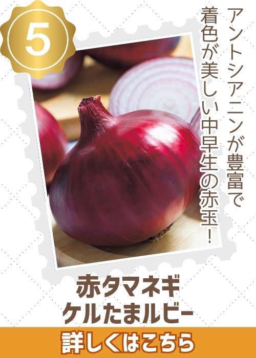 ケルたまルビー