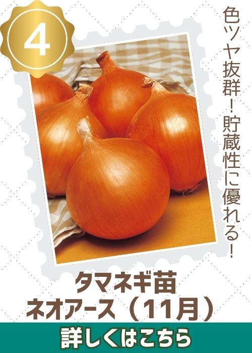 タマネギ苗　ネオアース（１１月）