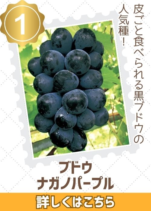 ブドウ　ナガノパープル