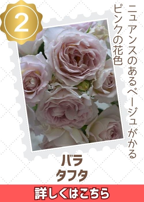 タフタ