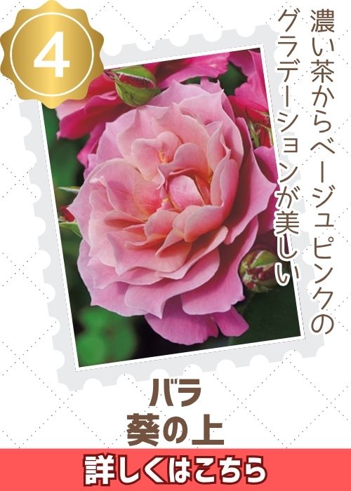 葵の上