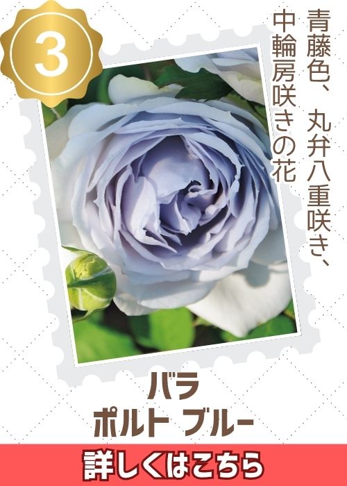 ポルト　ブルー