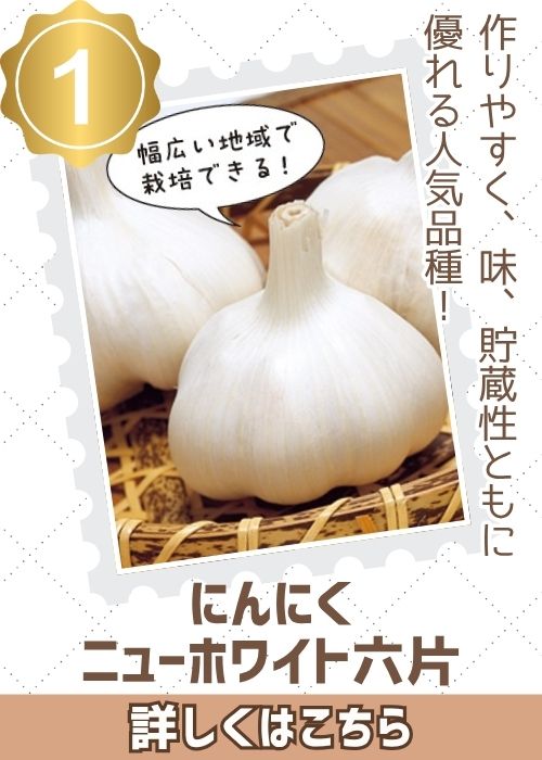 にんにく　ニューホワイト６片　