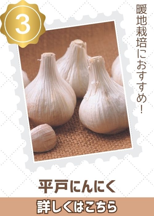 平戸にんにく
