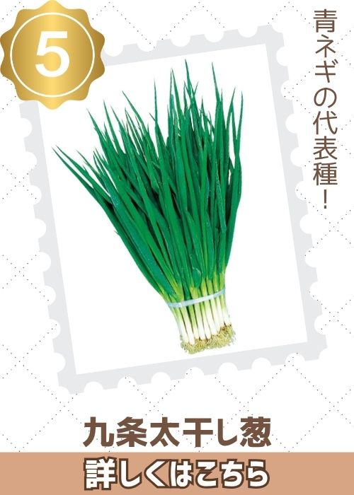九条太干し葱　