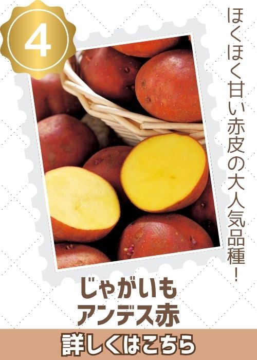 じゃがいも　アンデス赤