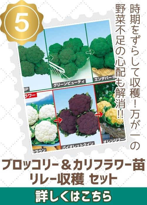 ブロッコリー＆カリフラワー苗リレー収穫セット　