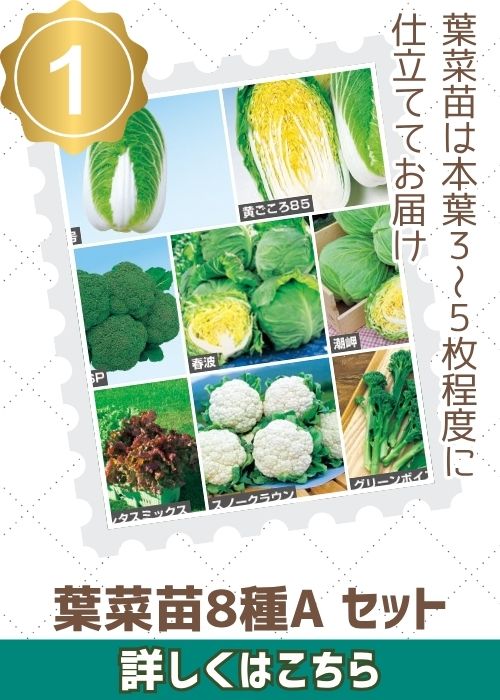 葉菜苗８種Ａセット（９月前期）