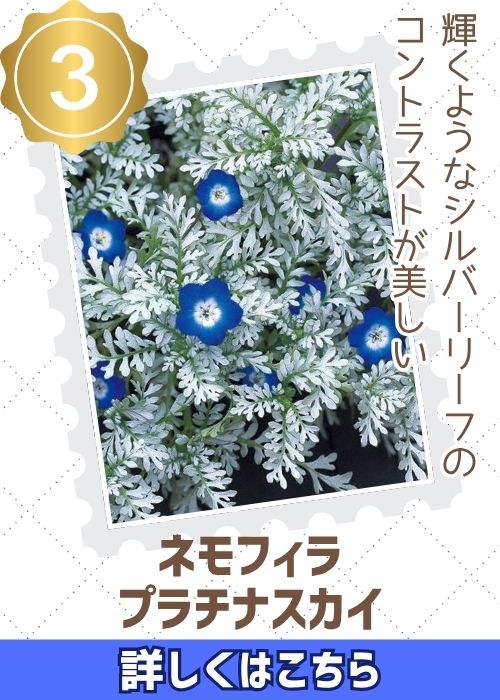 ネモフィラ　プラチナスカイ
