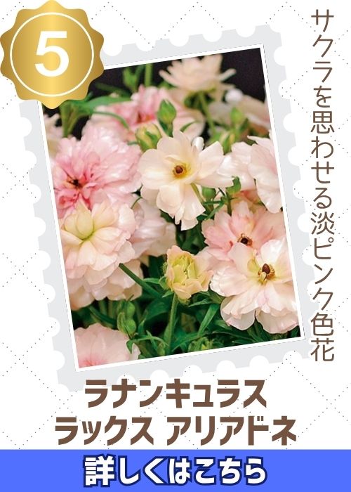 ラナンキュラス　ラックス　アリアドネ　