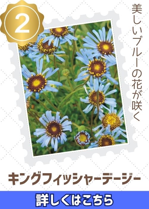 キングフィッシャーデージー