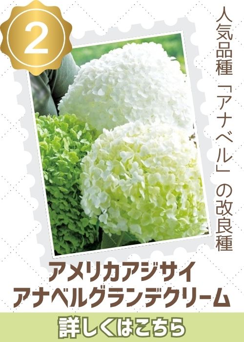 アナベル　グランデクリーム