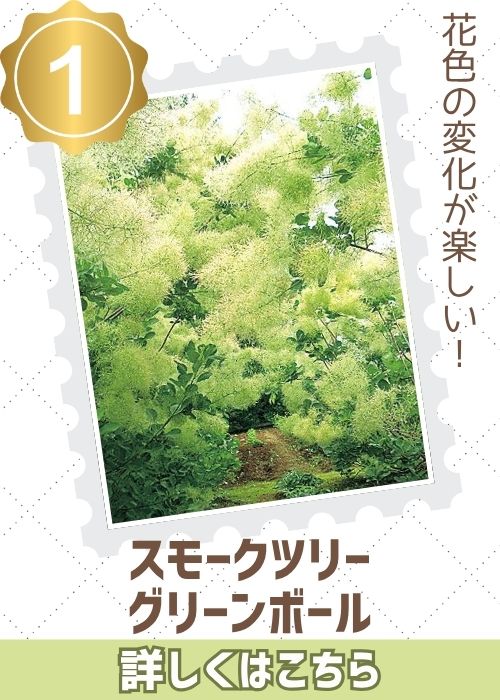 スモークツリー　グリーンボール