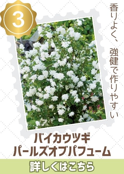 バイカウツギ　パールズオブパフューム