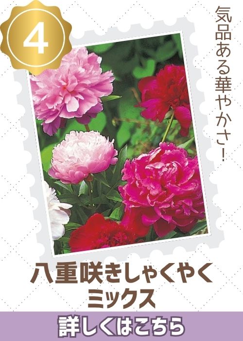 八重咲きしゃくやくミックス