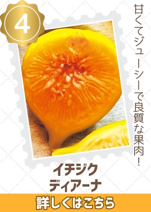 いちじく　ディアーナ　