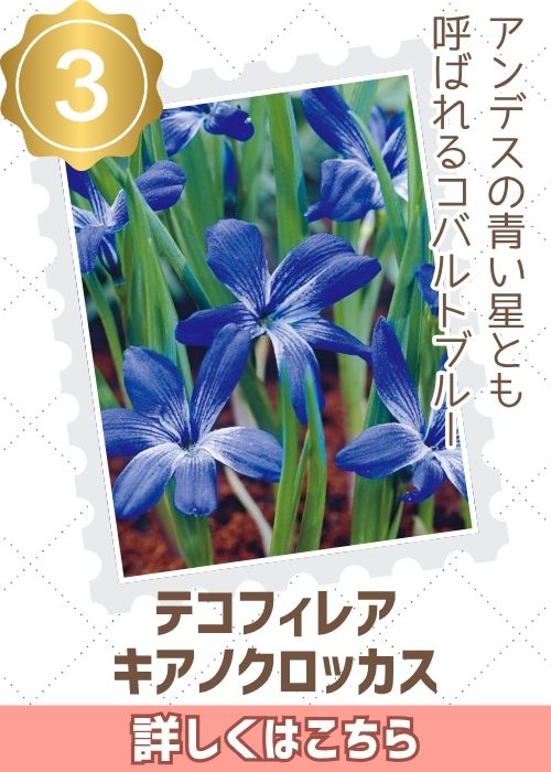 テコフィレア　キアノクロッカス