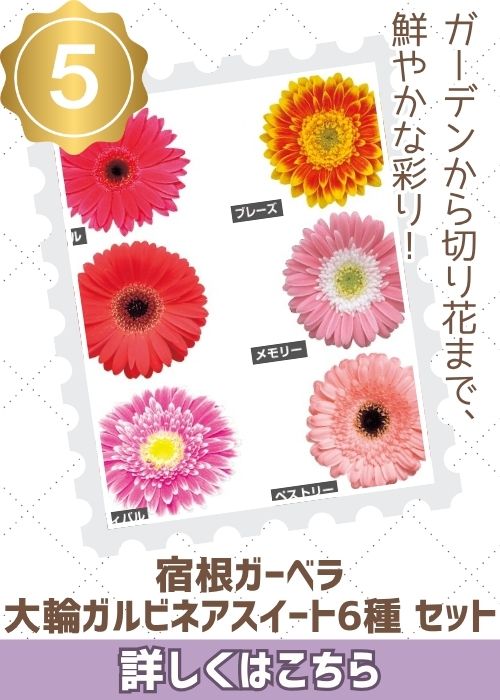大輪ガルビネアスイート6種セット