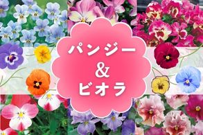 パンジービオラ