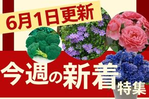 新着特集