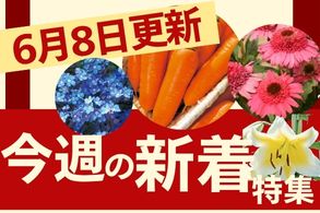 新着特集