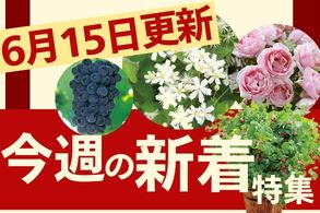新着特集