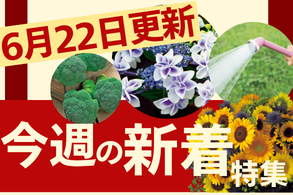 新着特集