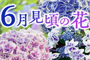 季節の花