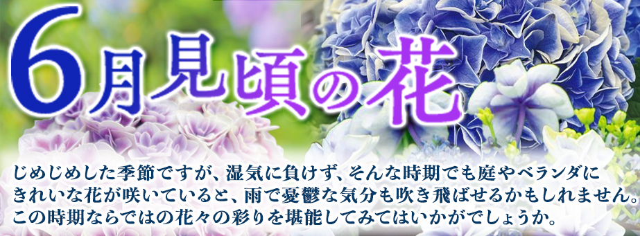 今、旬の花特集