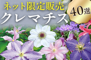 クレマチス