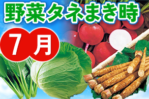 野菜まきどき
