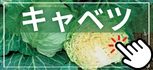 キャベツ