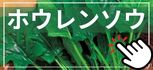 ホウレンソウ