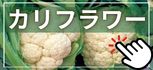 カリフラワー