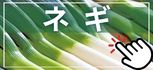 ネギ