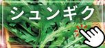 シュンギク