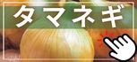 タマネギ