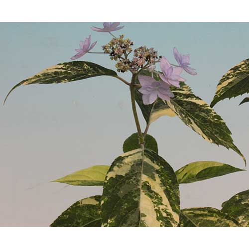 七段花錦（シチダンカニシキ）